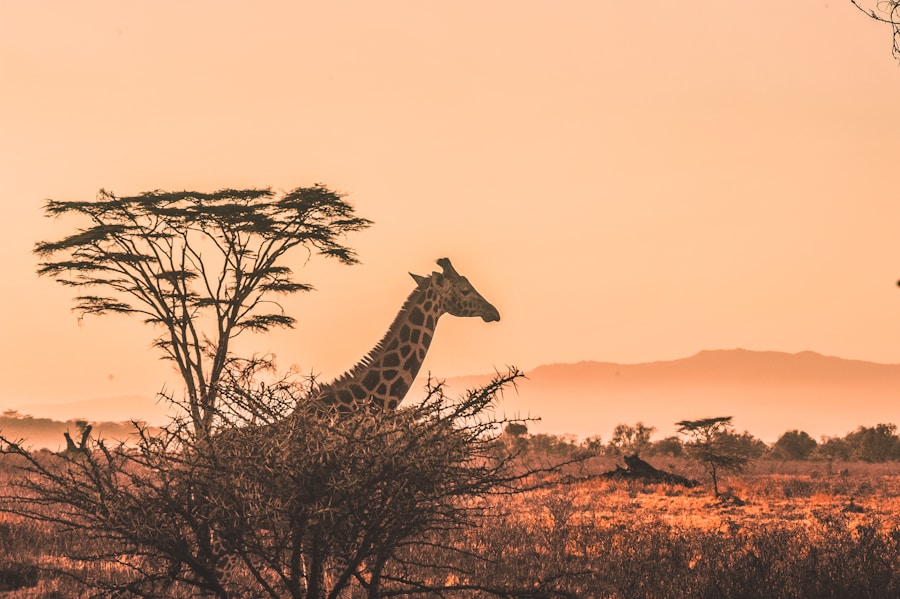 Ropa Safari Kenia