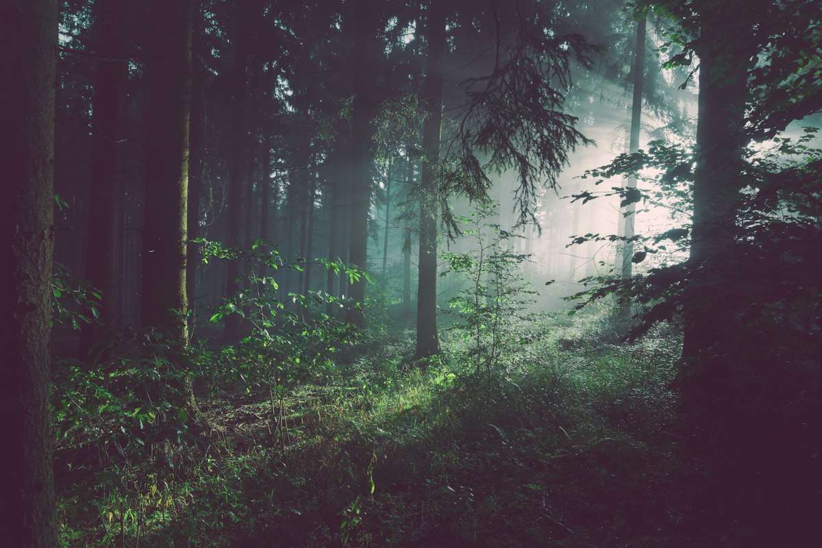 Bosques y naturaleza virgen en la Selva Negra de Alemania Sendero verde en medio de los densos bosques de abetos de la Selva Negra