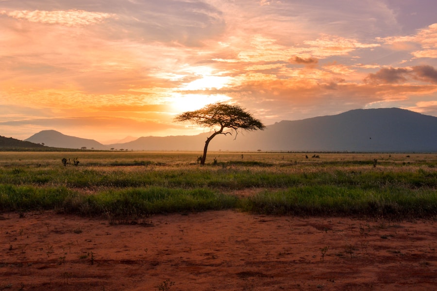 Jirafas en Kenia Jirafas y Naturaleza de Kenia